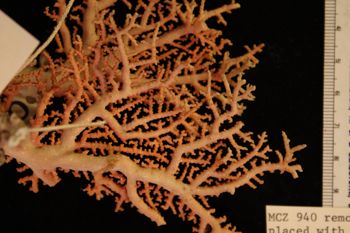 Media type: image; Invertebrate Zoology SCOR-940